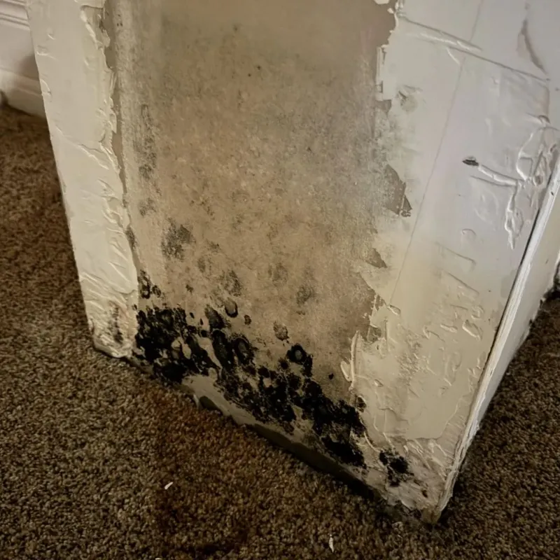 Professional Mold Removal in Easley, SC